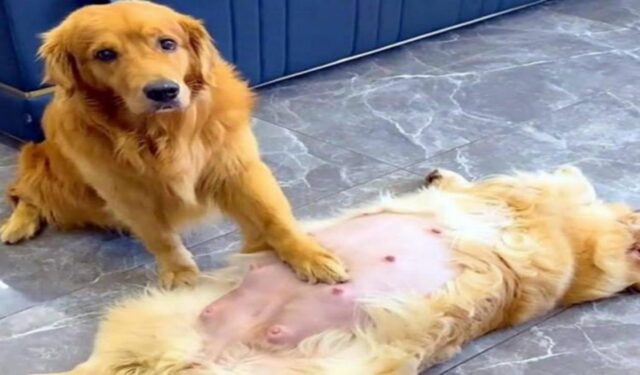 Cane gentiluomo accudisce e si prende cura della sua compagna incinta (VIDEO)