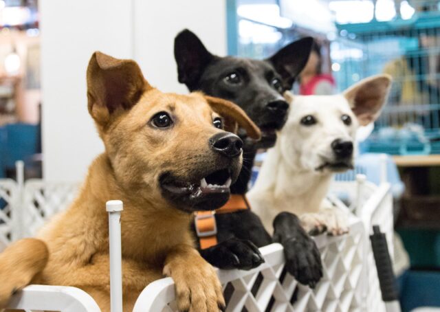 I newyorkesi potrebbero presto ottenere un credito per l’adozione di un cane o un gatto