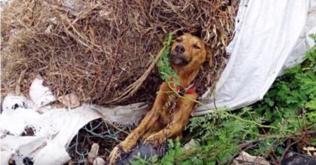 Alex, il cagnolino trovato morente sul ciglio della strada