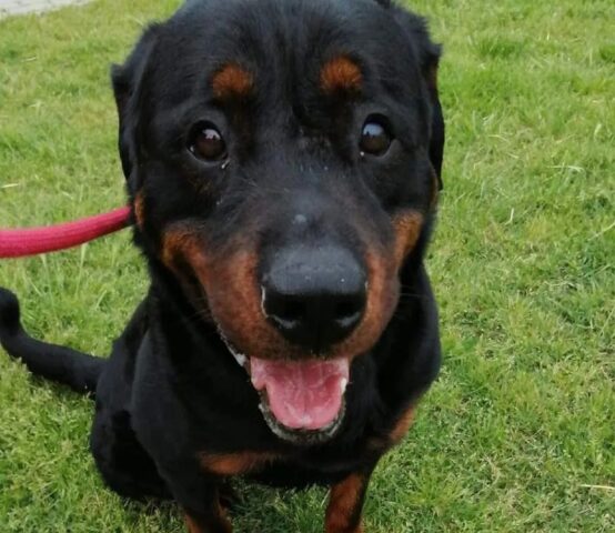 Ares: magnifico Rottweiler dagli occhioni dolci cerca una nuova casa