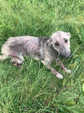 Arthur, il cane abbandonato e messo dentro un sacco della spazzatura