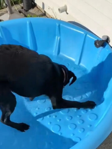 Cane non riesce a trattenere il suo entusiasmo quando il suo proprietario riempie la piscina per bambini