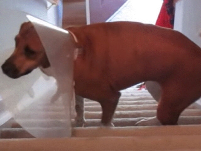 La cagnolina trova un modo per salire le scale con il collare elisabettiano