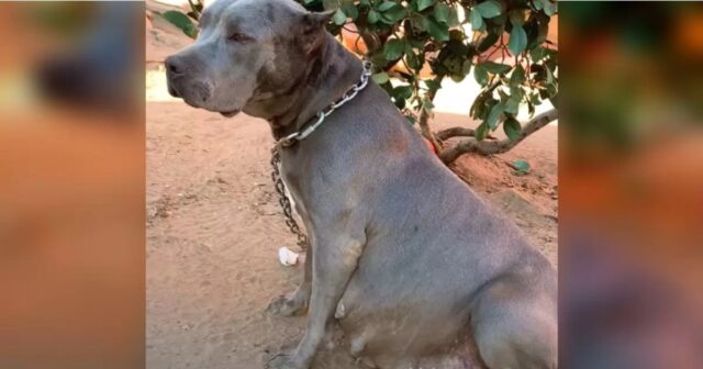 Blue, la Pitbull che ha vissuto tutta la sua vita in catene