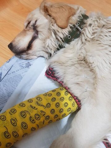 Bobby, il cane che ha incontrato le persone sbagliate