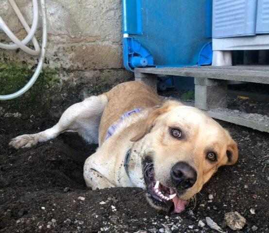 Bubby: Labrador dai trascorsi infelici cerca una mamma che lo adotti