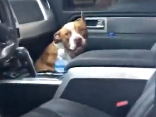 Buddy, il cagnolone che è salito su un’auto sconosciuta per farsi aiutare