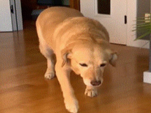 Cane colpevole non vuole avvicinarsi al padrone dopo aver masticato i calzini
