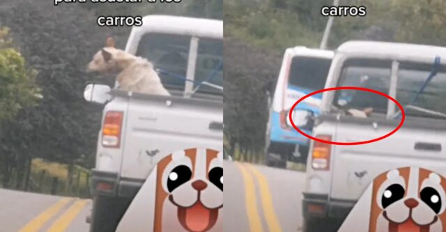 Cagnolone ama spaventare gli automobilisti (VIDEO)