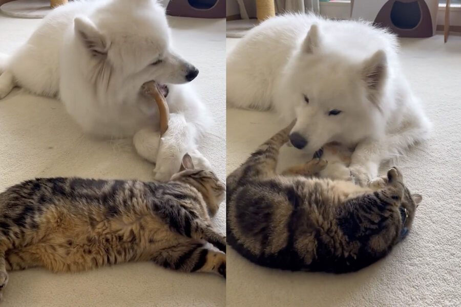 Cane Samoiedo e gatto si rilassano insieme a casa