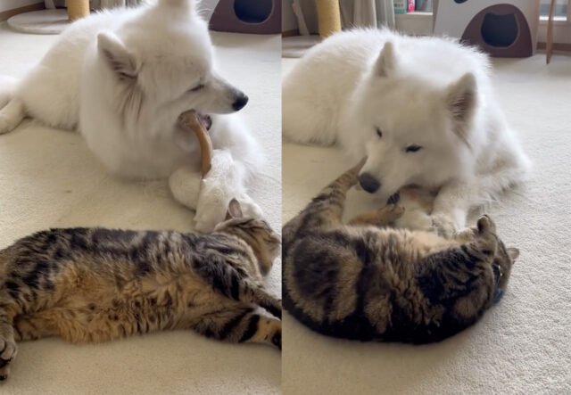 Cane Samoiedo e gatto si rilassano insieme comodamente