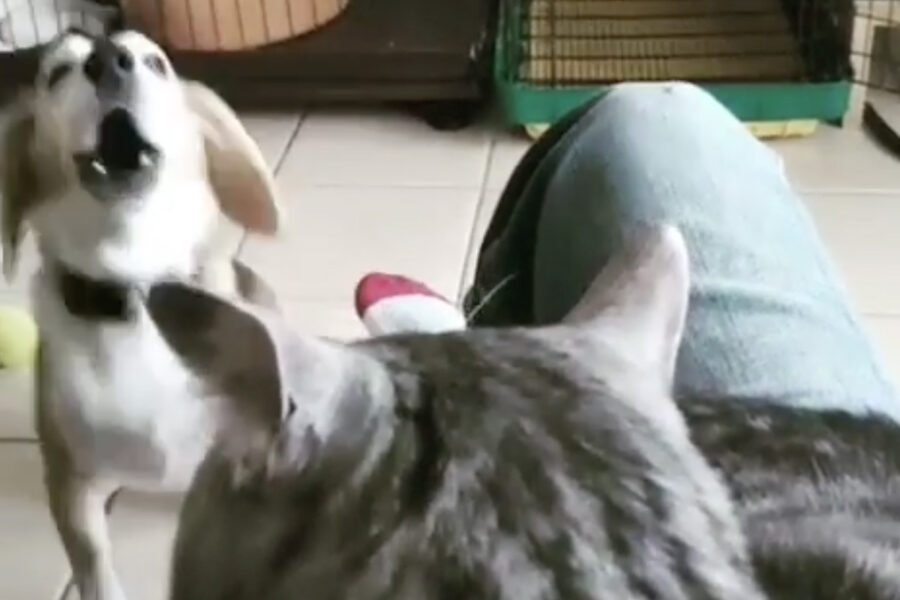 Cane abbaia per attirare l’attenzione di un gatto dal veterinario