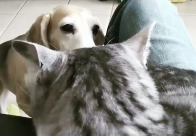 Cane abbaia per attirare l’attenzione di un gatto tigrato