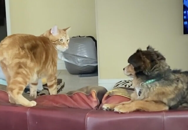 Cane e gatto comunicano con lo sguardo, bellissimi (VIDEO)