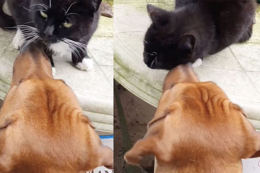 Cane amico fa le coccole al gatto