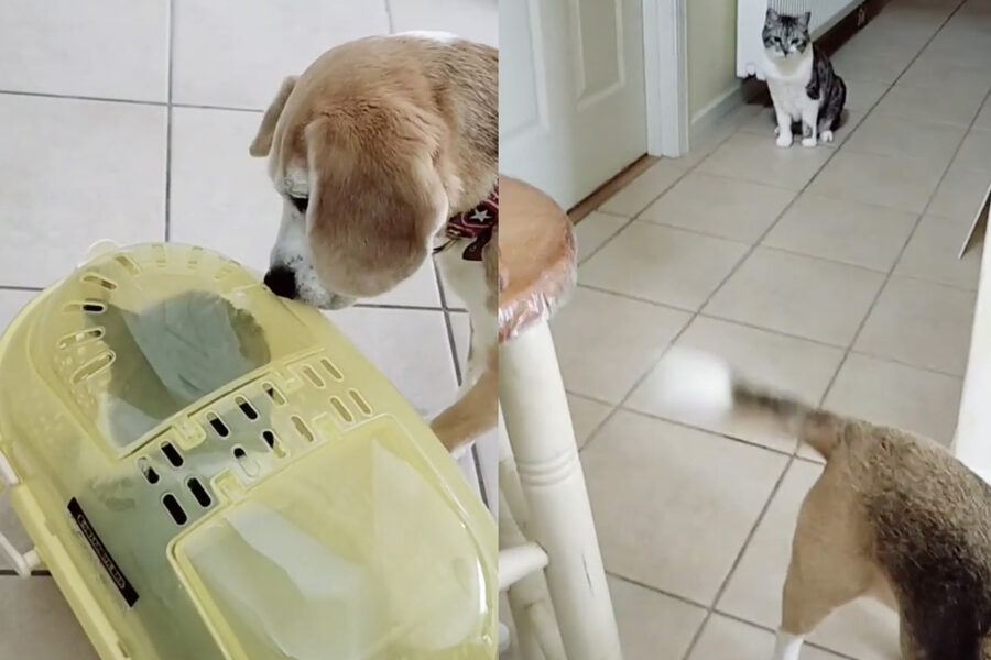 Cane scopre un cestino con gatto in regalo la conoscenza