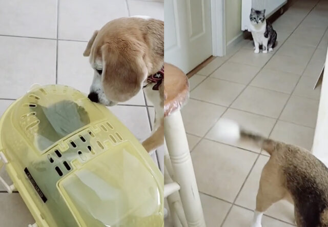Cane scopre un cestino con gatto in regalo la reazione