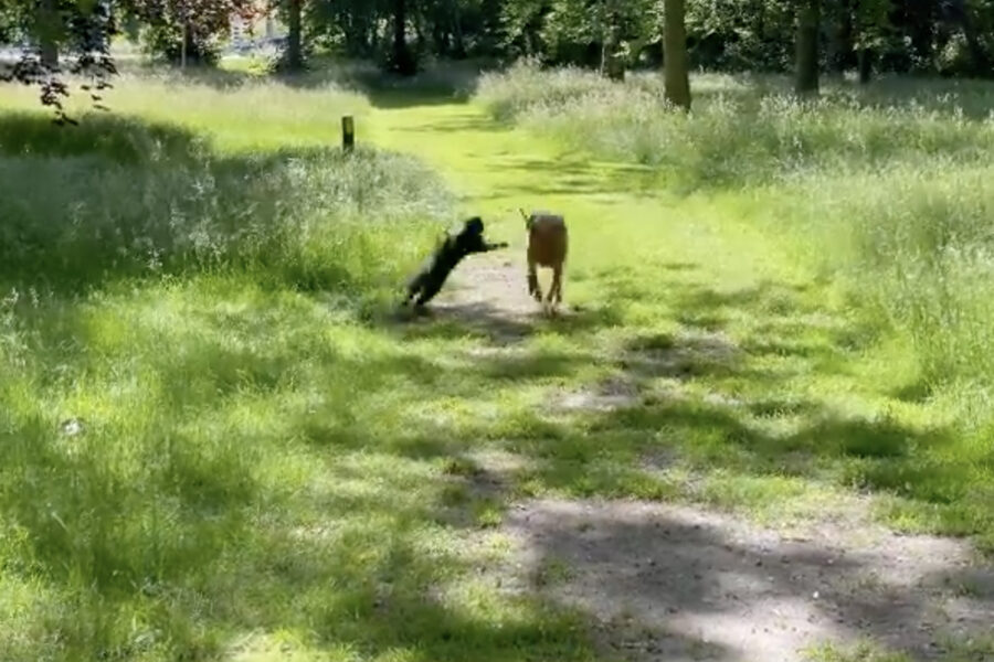 Cane subisce attacco da gatto dispettoso all'aperto