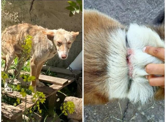 Cani abbandonati e mangiati dalle zecche: la storia