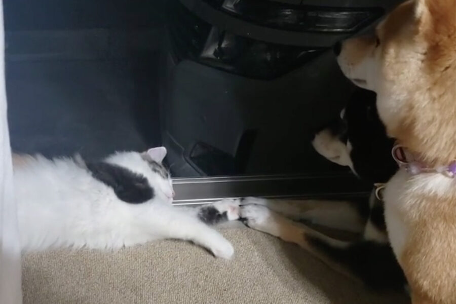 Cani Shiba Inu e gattina amici per la pelle si fanno le coccole