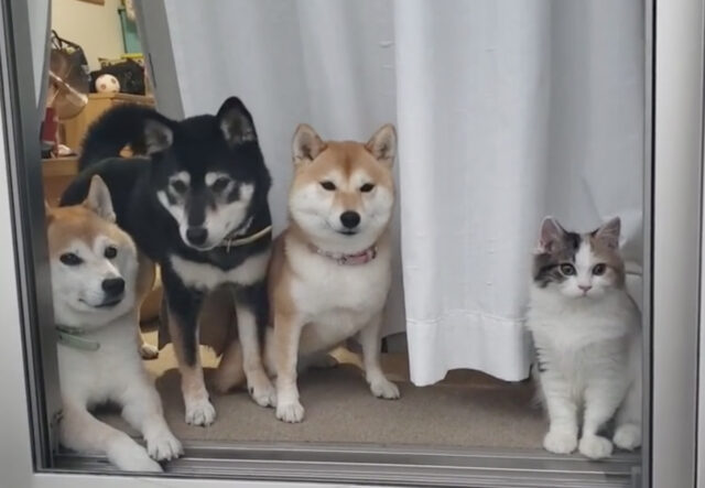 Cani Shiba Inu e gattina amici per la pelle guardano fuori