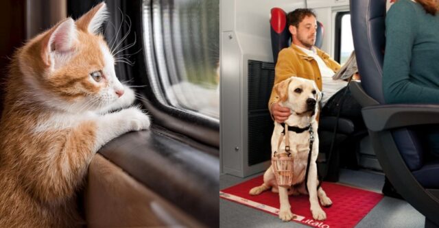treno cani e gatti