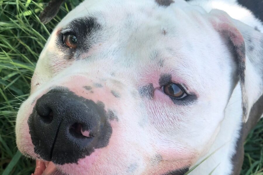 Charlie dal pelo bianco e nero