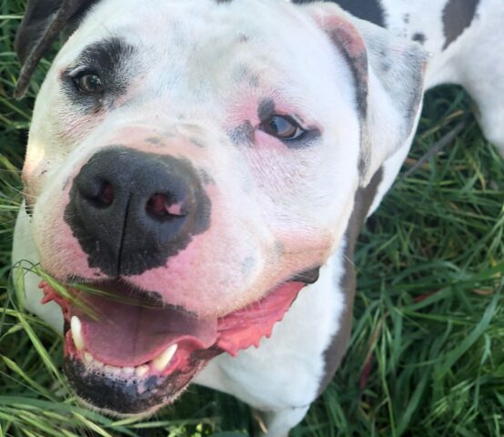 Charlie: Amstaff giocherellone ed energico ha bisogno di un nuovo papà con cui vivere