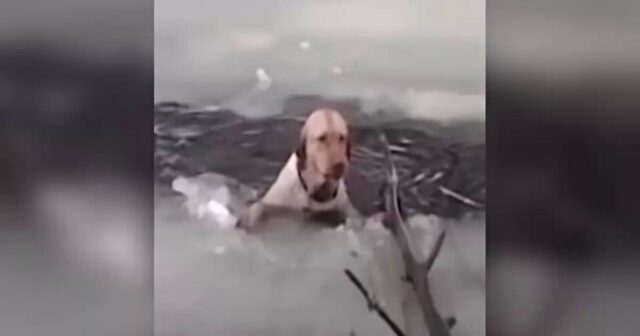 Charlie, il cagnolone che è caduto in un lago ghiacciato
