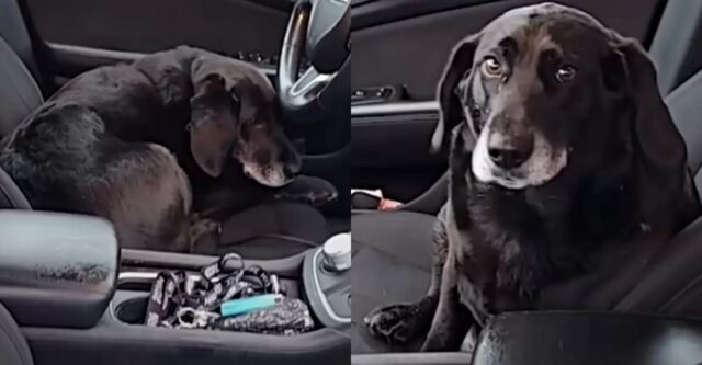 Cole, il cane che è saltato su un’auto sconosciuta per farsi riportare a casa