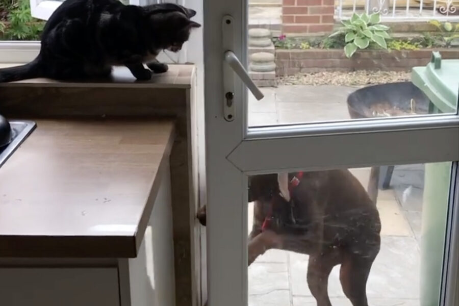 Dobermann chiede a gatto guardiano di poter rientrare dentro casa