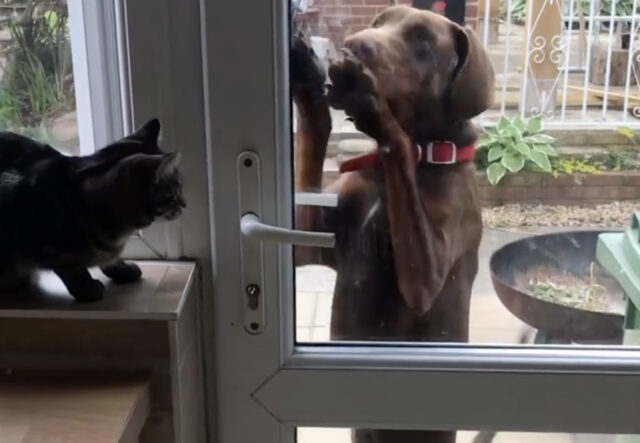 cane Dobermann chiede a gatto guardiano di poter rientrare