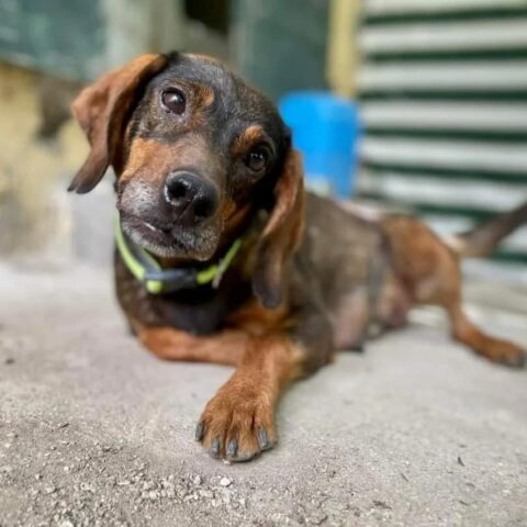 Dolly, adozione del cuore per questa bellissima cagnolina fortemente bisognosa d’amore