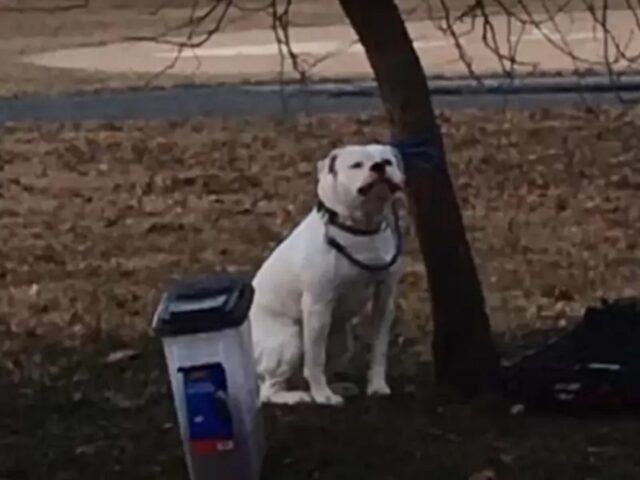Duke, il cane che è stato lasciato tutto solo al freddo