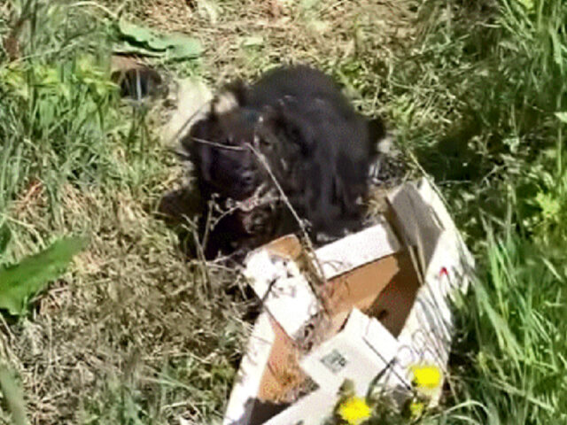 Soccorritori salvano un cane abbandonato e i suoi cuccioli appena nati da un fosso lungo la strada