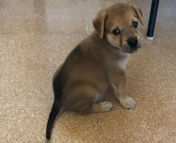 Enri, il cagnolino recuperato in una discarica è alla ricerca di una famiglia felice