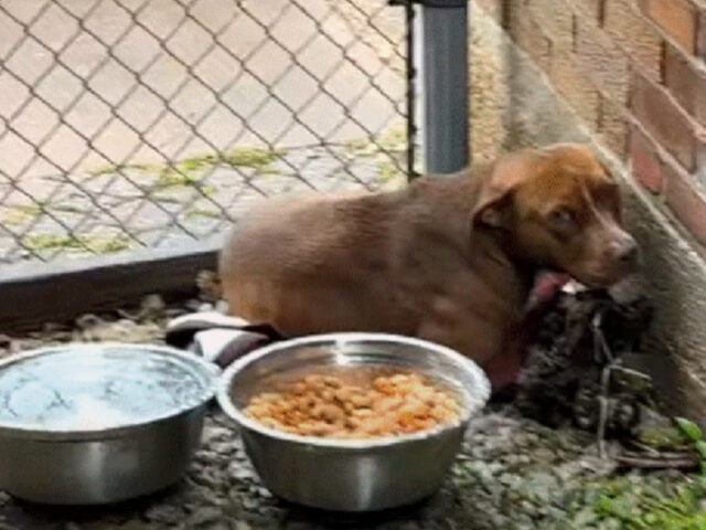 Cane tremante viveva in un vicolo buio: ora è in salvo