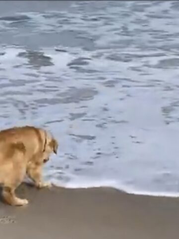 Cucciolo ama la spiaggia ma odia essere bagnato dalle onde