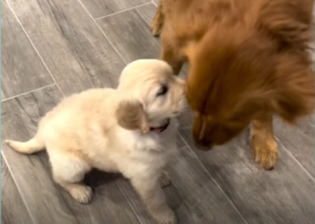 La Golden Retriever Dakota diventa la sorella maggiore di una pelosetta della sua stessa razza (VIDEO)