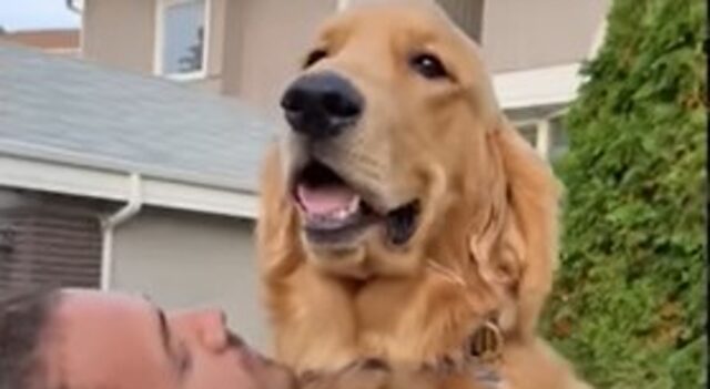 I Golden Retriever Nellie e Gunnar sono i pelosi di un uomo davvero speciale (VIDEO)