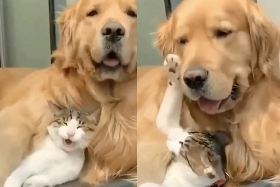 Golden Retriever abbraccia l'amico gatto