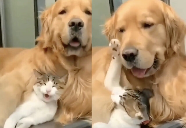 cane Golden Retriever abbraccia gatto