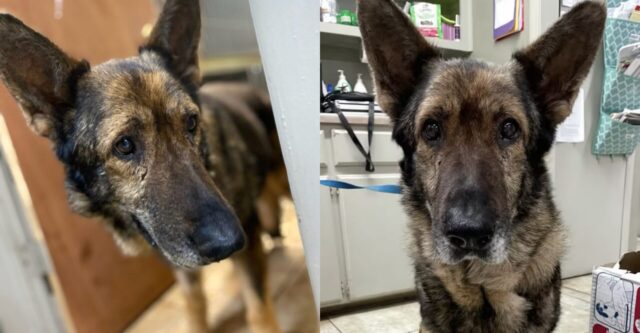 Gunner, il cagnolone che è rimasto per settimane chiuso in un recinto