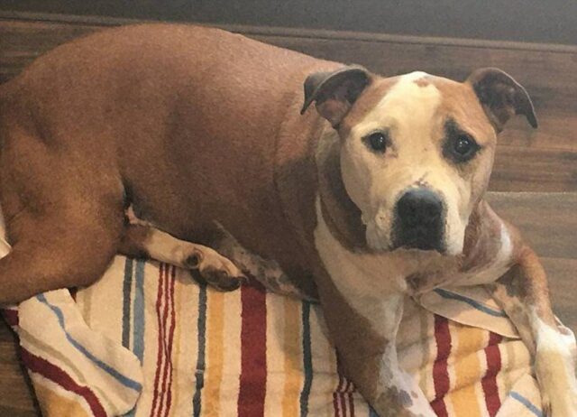 Hero, il Pitbull randagio che ha salvato la vita a una donna