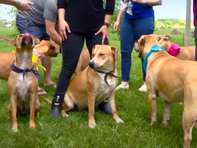 Cagnolina che doveva essere soppressa festeggia il primo compleanno dei suoi cuccioli