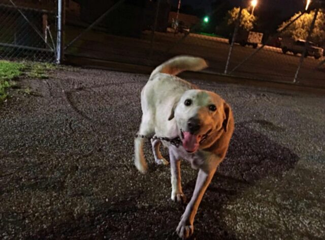 Janelle, la cagnolona incinta che è stata lasciata davanti al rifugio