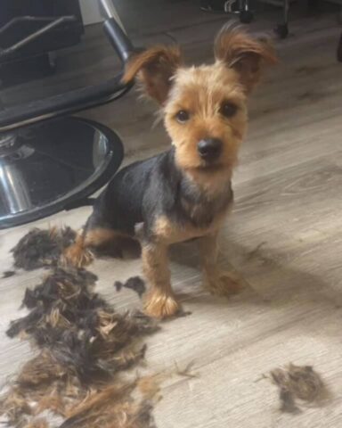 Korben, il cagnolino rubato è tornato a casa grazie ai social