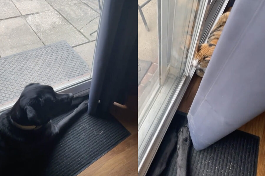 cane Labrador e gatta tricolore attendono alla finestra e si rilassano