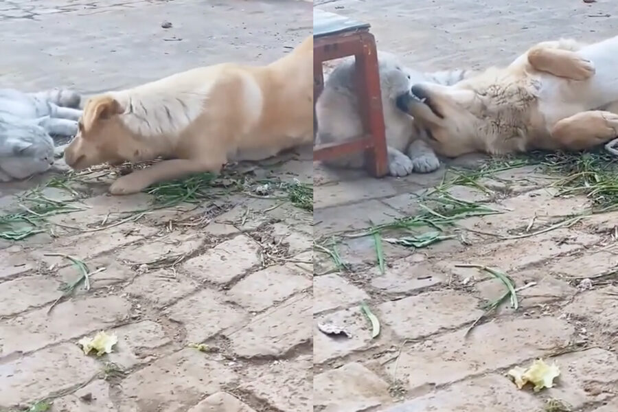 cane e gatto in giardino si amano