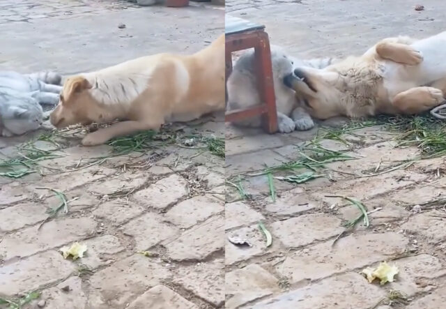 cane Labrador retriever e gatto in giardino